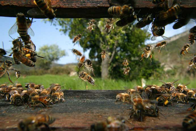 Extraordinary bee photography