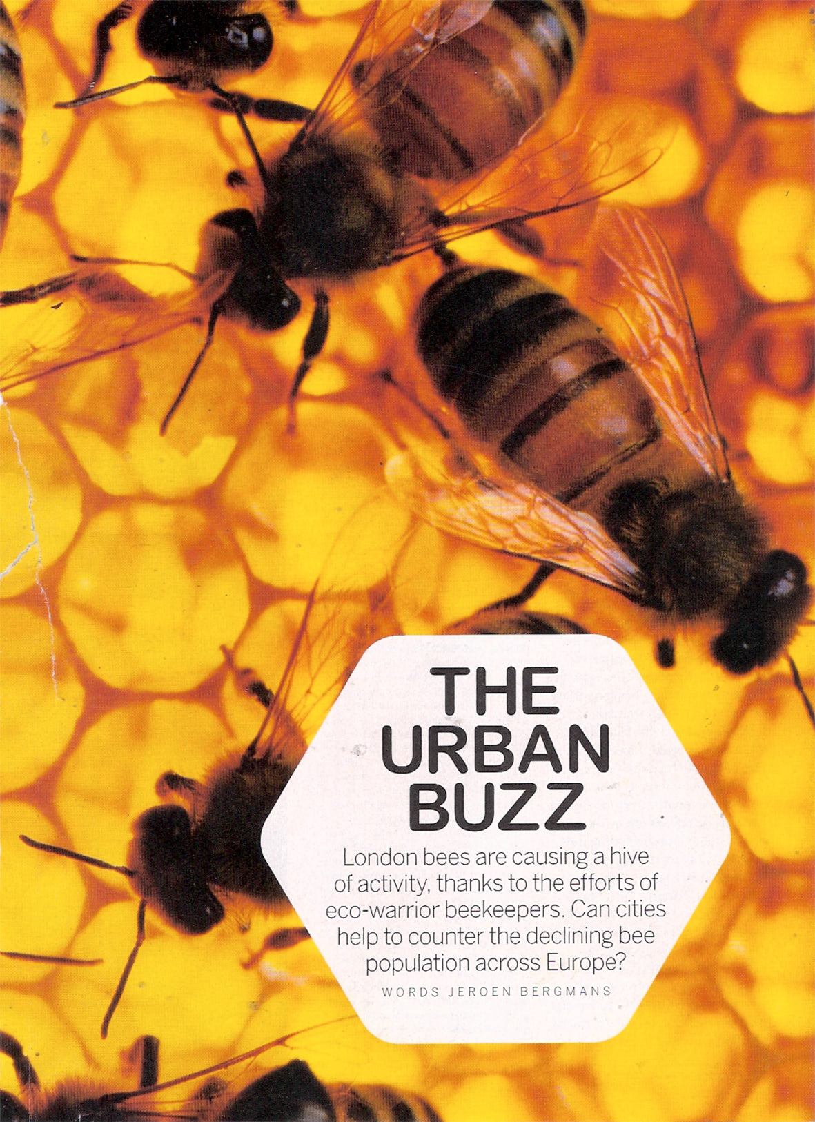 The Urban Buzz - article on beekeeping in London