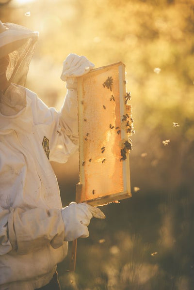 Learn Beekeeping Online