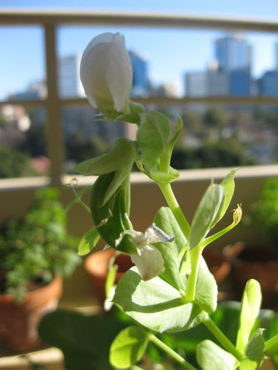 Have you ever seen a snow pea being born?